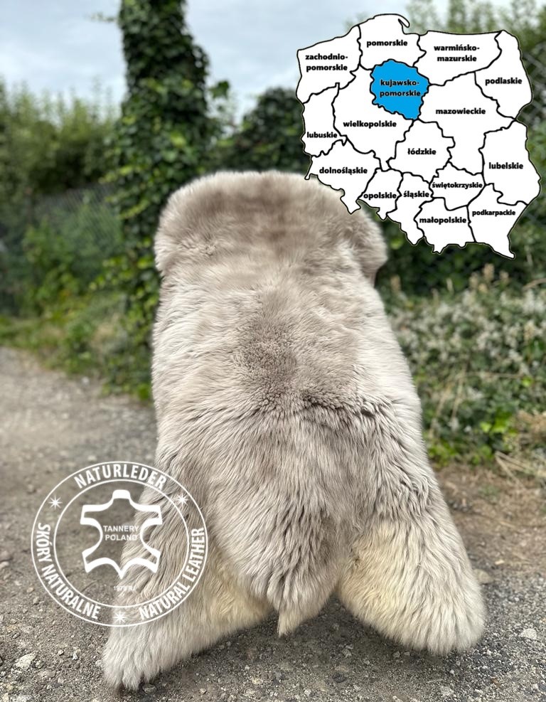 Saueskinn - Saueskinn fra Bydgoszcz, Kuyavian-Pomeranian Voivodeship, Polen