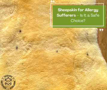 Saueskinn - Saueskinn for allergikere – Er det et trygt valg?