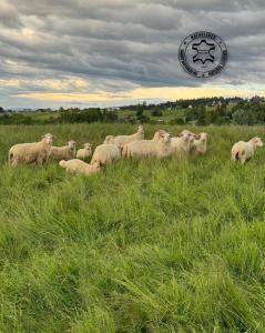 Saueskinn - Saueskinn Adam Leather