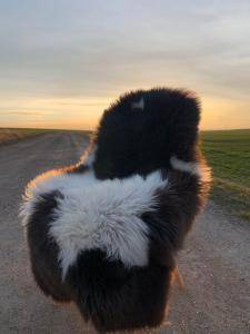 Saueskinn - Svenske saueskinn